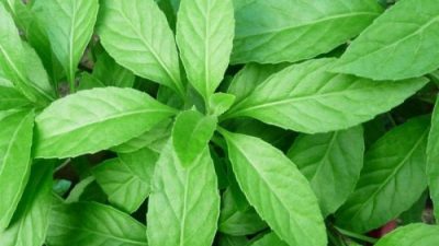 7 Manfaat Daun Sambung Nyawa untuk Kesehatan Tubuh